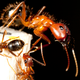 Illustration for article titled How a caste system reshapes the bodies of ants